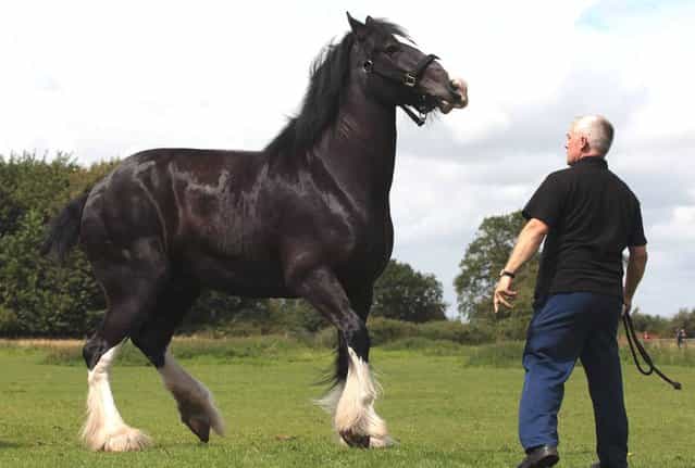 Barry Petherick watches as Monty, the Wadworth brewery shire horses is released into a field after being given a pint of beer outside the Raven Inn in Poulshot as he starts his two-week annual holiday on August 3, 2012 near Devizes, England. (Photo by Matt Cardy)