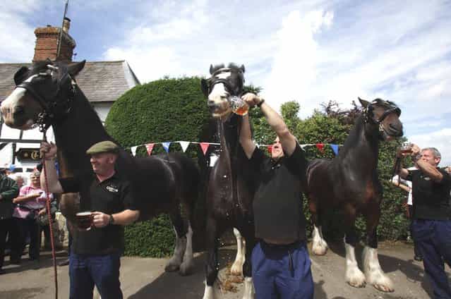 Monty, (C) the Wadworth brewery shire horse gets given a pint of beer outside the Raven Inn in Poulshot as he starts his two-week annual holiday on August 3, 2012 near Devizes, England. (Photo by Matt Cardy)