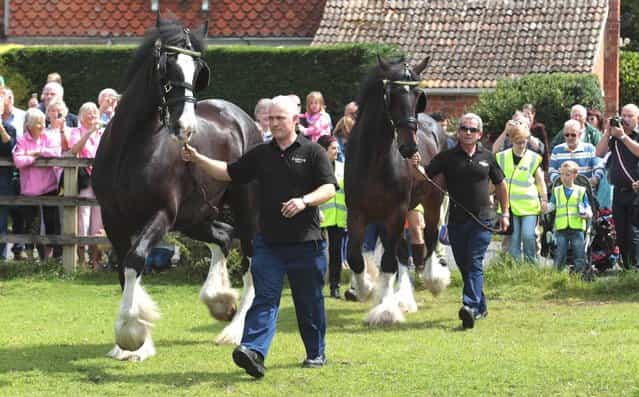 Barry Petherick walks Monty, the Wadworth brewery shire horses followed by Prince, as they are released into a field after being given a pint of beer outside the Raven Inn in Poulshot as he starts his two-week annual holiday on August 3, 2012 near Devizes, England. Hundreds of people gathered to watch as Monty, along with fellow dray horses Prince and Max - who are employed by Devizes brewery Wadworth to deliver beer 50 weeks a year to Wiltshire pubs - were each is given a pint of beer before being released into a field near Devizes. The brewery has been employing shire horses for more than 100 years to deliver beers to local inns and hostelries. Prince, Monty and Max are three of the last remaining working shires left in the UK brewing industry. (Photo by Matt Cardy)
