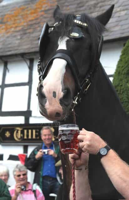 Barry Petherick gives Monty, the Wadworth brewery shire horse a pint of beer outside the Raven Inn in Poulshot as he starts his two-week annual holiday on August 3, 2012 near Devizes, England. (Photo by Matt Cardy)
