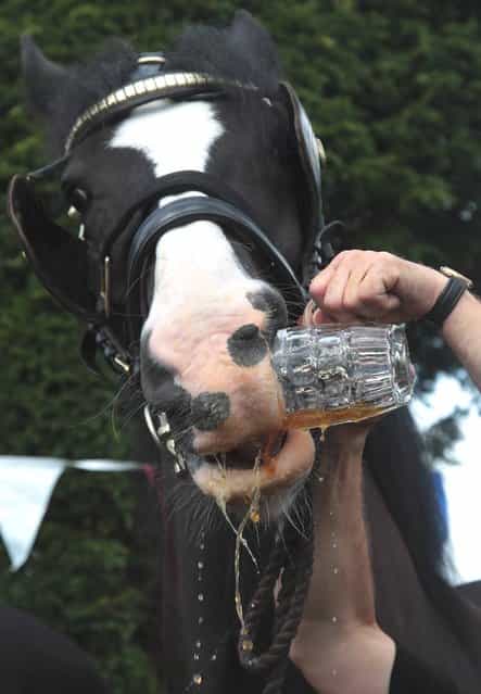 Barry Petherick gives Monty, the Wadworth brewery shire horse a pint of beer outside the Raven Inn in Poulshot as he starts his two-week annual holiday on August 3, 2012 near Devizes, England. (Photo by Matt Cardy)