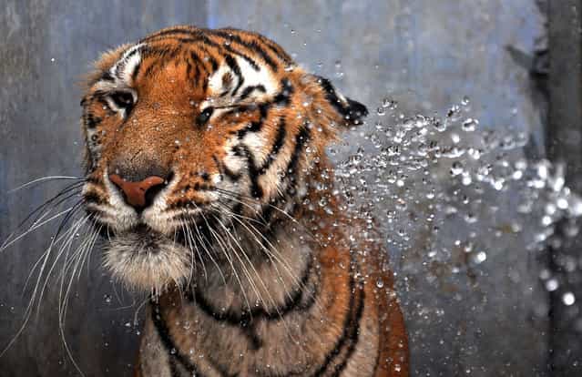 A Bengal tiger, sprayed with water by a zookeeper on a hot summer day at the Birsa Munda Zoological Park in Ranchi, India, on May 30, 2012. Zoo authorities are helping the animals cope with temperatures in excess of 40 degrees Celsius (104F) by providing coolers, special roofs and regular hose-downs. (Photo by STR/AFP)
