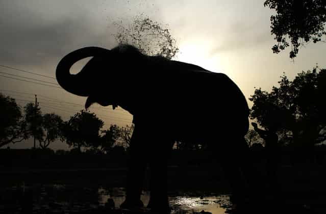 An Indian mahout bathes his elephant on a hot summer day in Allahabad, India, on June 18, 2012. Northern India has been sweltering under extreme heat as maximum temperatures hovered around 45 degrees Celsius (113F) in some areas. (Photo by Rajesh Kumar Singh/AP Photo)