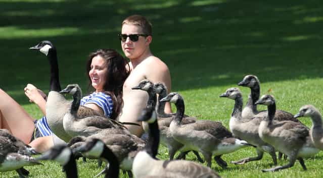 Wyatt Taylor and Marci Hohner lay in the sun as young geese surround them on June 20, 2012, in Portland, Oregon. (Photo by Rick Bowmer/AP Photo)