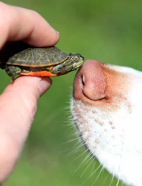 Loves me some turtles