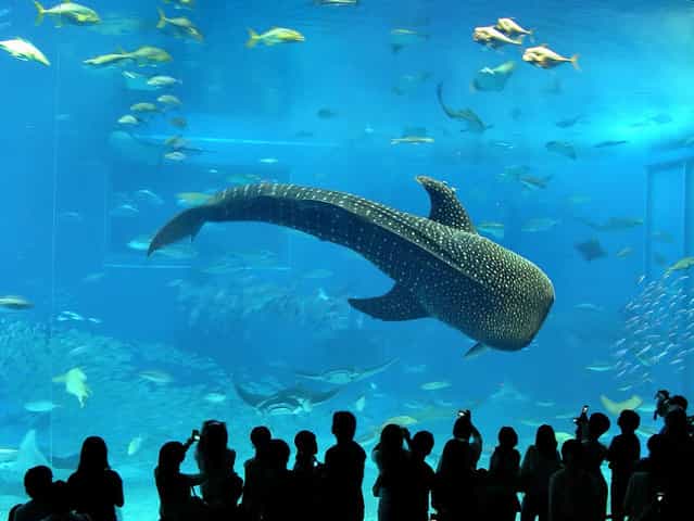 Okinawa Churaumi Aquarium 