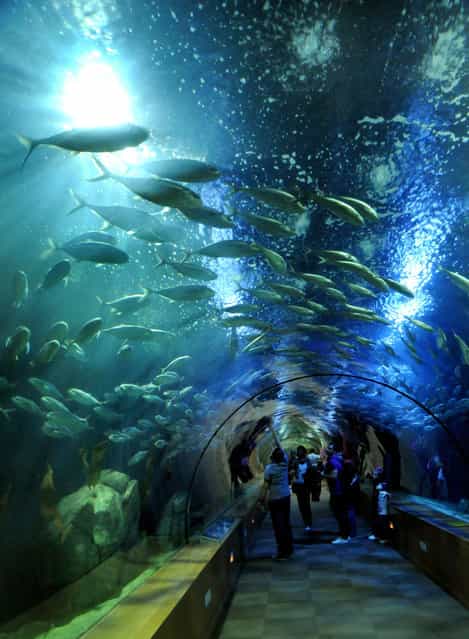 Okinawa Churaumi Aquarium 