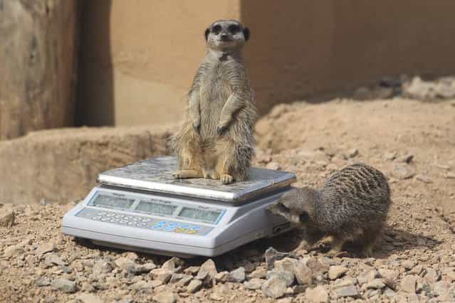 London Zoo Staff Conduct Their Annual Weigh In For the Animals
