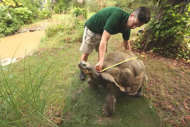 Zookeeper Grant Kother, at ZSL London Zoo, weighs and measures a giant tortoise during the zoo's annual weigh-in on August 22, 2012 in London, England. The height and mass of every animal in the zoo, of which there are over 16,000, needs to be recorded. The measurements are collated in the Zoological Information Management System, from which zoologists can use the data to compare information on thousands of endangered species. (Photo by Oli Scarff)