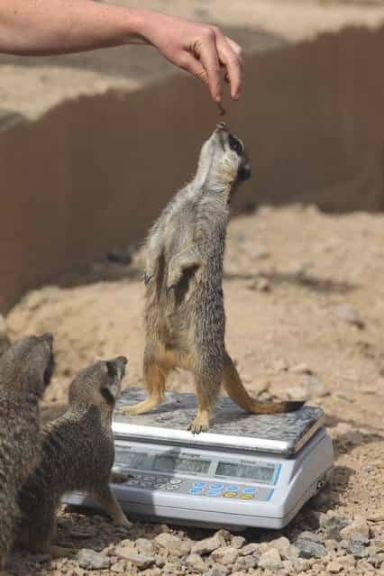 Meerkats are weighed and measured during the ZSL London Zoo 's annual weigh-in on August 22, 2012 in London, England