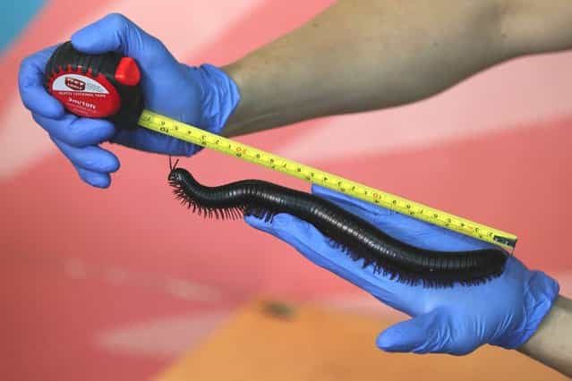 Zookeeper Don McFarlane, at ZSL London Zoo, weighs and measures an African Millipede during the zoo's annual weigh-in on August 22, 2012 in London, England