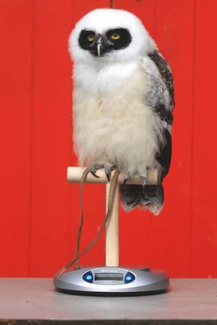 'Elton' the spectacled owl is weighed and measured during ZSL London Zoo's annual weigh-in on August 22, 2012 in London, England