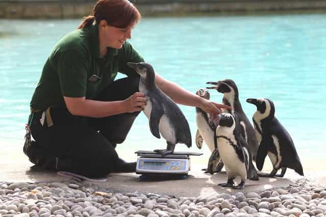 Zookeeper Vicky Fyson, at ZSL London Zoo, weighs and measures penguins during the zoo's annual weigh-in on August 22, 2012 in London, England