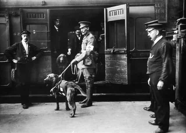 Dog trainer Major Richardson leaves Charing Cross Station with his bloodhounds, to assist the British Red Cross in locating wounded soldiers on the battlefields of World War I, 18th April 1914.