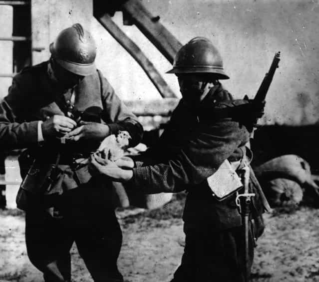 Belgian soldiers attach a message to a carrier pigeon. 1st October 1915.