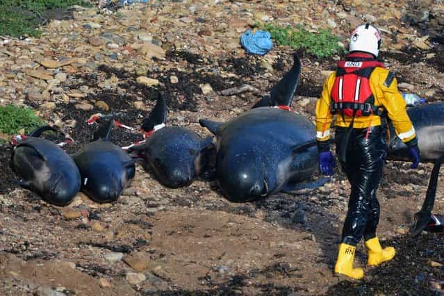 Emergency service personnel walk near beached whales as they continue in their rescue attempt to save a large number of pilot whales who have beached on September 1, 2012 in Pittenweem, Scotland. A number of whales have died after being stranded on the east coast of Scotland between Anstruther and Pittenweem. (Photo by Jeff J. Mitchell)