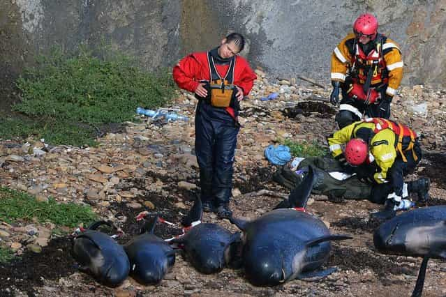 Mass Stranding of Pilot Whales