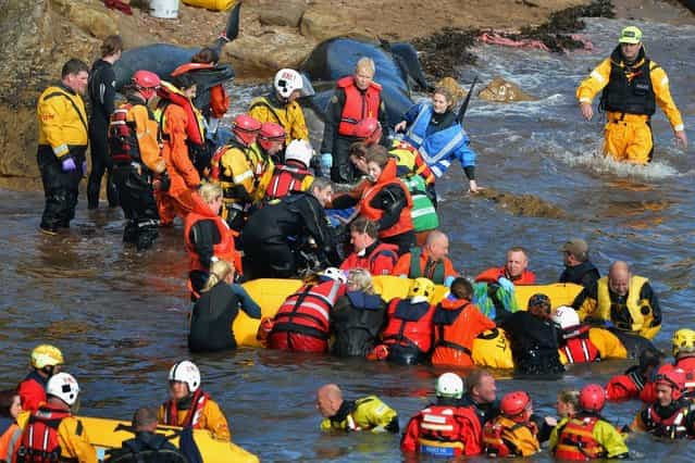 Mass Stranding of Pilot Whales