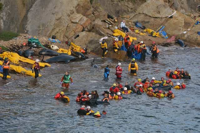 Mass Stranding of Pilot Whales