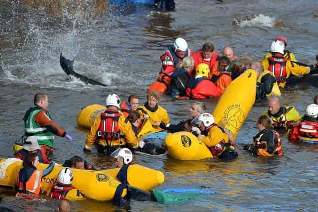 Mass Stranding of Pilot Whales