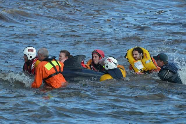 Mass Stranding of Pilot Whales