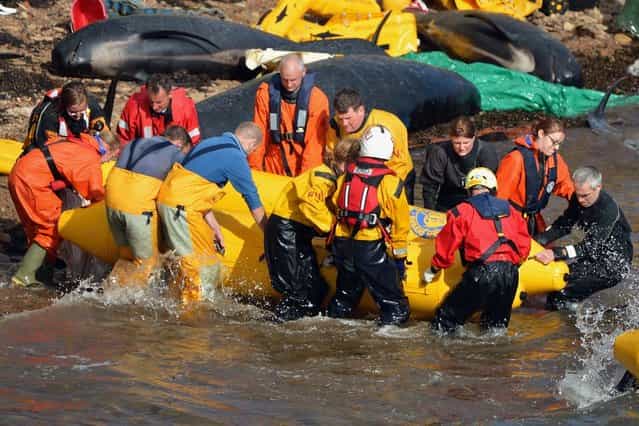 Emergency services attempt to rescue a large number of pilot whales who have beached on September 2, 2012 in Pittenweem near St Andrews, Scotland. (Photo by Jeff J. Mitchell)
