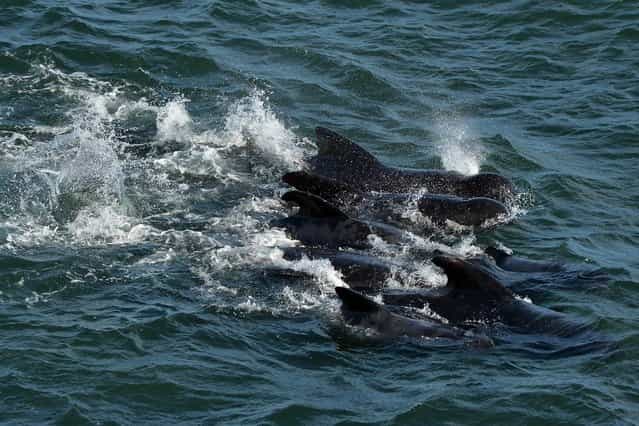 Mass Stranding of Pilot Whales