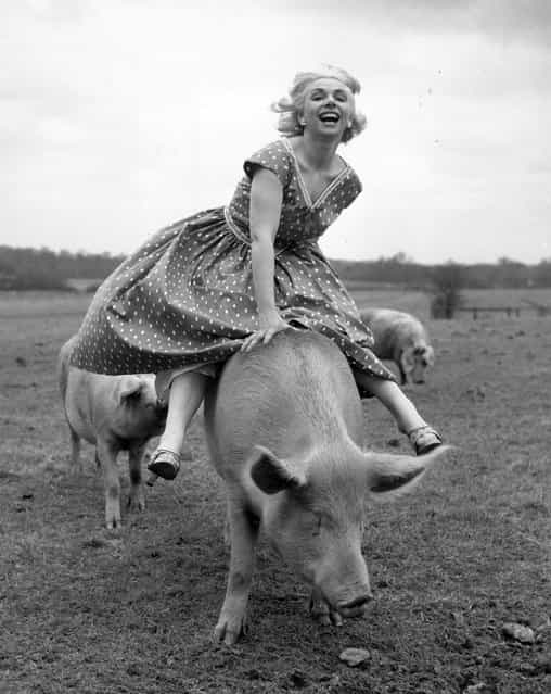 Horse racing commentator Joanne Mathews takes a break from the horses and has some fun with a local pig. 22nd March 1956. (Photo by John Pratt/Keystone Features)