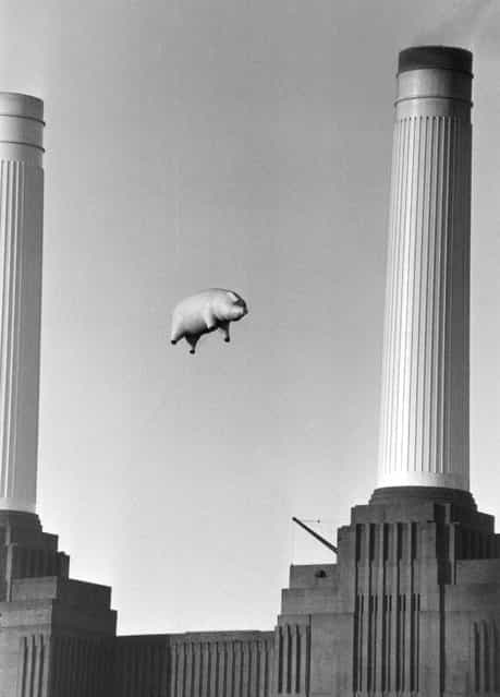 A 40-foot long inflatable pig suspended between two of the chimneys at Battersea Power Station, London, during a photoshoot for the cover of Pink Floyd's album [Animals], 6th November 1976. (Photo by Keystone)