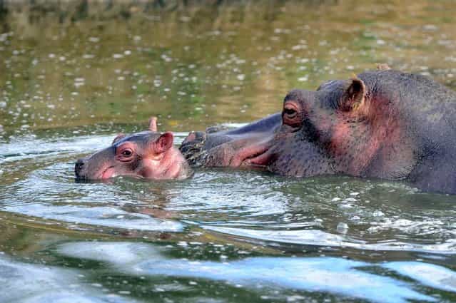 A six-day-old hippopotamus is pictured next to his mother, Kara, aged 21, on September 12, 2012 at [Planet sauvage] ([Wild planet]) Zoo in Port-Saint-Pere, western France. The birth, a rare event for this species in captivity, occured on September 7, 2012 in the Zoo. (Photo by Frank Perry/AFP Photo)
