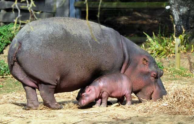 A six-day-old hippopotamus is pictured next to his mother, Kara, aged 21, on September 12, 2012 at [Planet sauvage] ([Wild planet]) Zoo in Port-Saint-Pere, western France. The birth, a rare event for this species in captivity, occured on September 7, 2012 in the Zoo. (Photo by Frank Perry/AFP Photo)