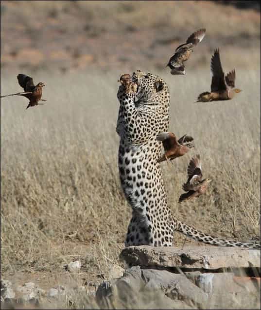 South African Leopard Catches Sandgrouse