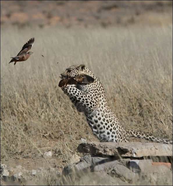 South African Leopard Catches Sandgrouse