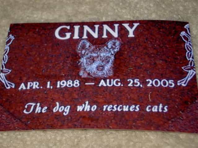 Ginny -The Dog Who Rescues Cats