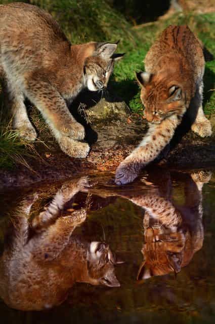 Northern Lynx kittens, explore their enclosure at the Highland Wildlife park on October 9, 2012 in Kingussie, Scotland. The feline twins are believed to be the type of lynx found historically in Scotland. The Highland Wildlife Park specialises in Scottish animal species, both past and present, and species that are well adapted to cold weather. (Photo by Jeff J. Mitchell)
