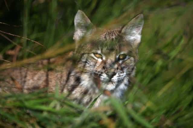 One of the Northern Lynx kittens explores its enclosure at the Highland Wildlife park on October 9, 2012 in Kingussie, Scotland. The feline twins are believed to be the type of lynx found historically in Scotland. The Highland Wildlife Park specialises in Scottish animal species, both past and present, and species that are well adapted to cold weather. (Photo by Jeff J. Mitchell)