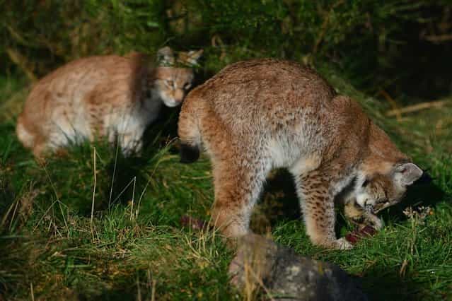 Northern Lynx kittens explore their enclosure at the Highland Wildlife park on October 9, 2012 in Kingussie, Scotland. The feline twins are believed to be the type of lynx found historically in Scotland. The Highland Wildlife Park specialises in Scottish animal species, both past and present, and species that are well adapted to cold weather. (Photo by Jeff J. Mitchell)