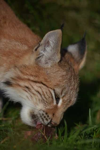 One of the Northern Lynx kittens feeds in their enclosure at the Highland Wildlife park on October 9, 2012 in Kingussie, Scotland. The feline twins are believed to be the type of lynx found historically in Scotland. The Highland Wildlife Park specialises in Scottish animal species, both past and present, and species that are well adapted to cold weather. (Photo by Jeff J. Mitchell)