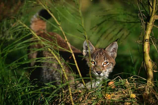One of the Northern Lynx kittens, explores their enclosure at the Highland Wildlife park on October 9, 2012 in Kingussie, Scotland. The feline twins are believed to be the type of lynx found historically in Scotland. The Highland Wildlife Park specialises in Scottish animal species, both past and present, and species that are well adapted to cold weather. (Photo by Jeff J. Mitchell)