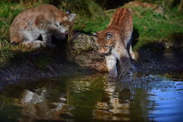 Northern Lynx kittens, explore their enclosure at the Highland Wildlife park on October 9, 2012 in Kingussie, Scotland. The feline twins are believed to be the type of lynx found historically in Scotland. The Highland Wildlife Park specialises in Scottish animal species, both past and present, and species that are well adapted to cold weather. (Photo by Jeff J. Mitchell)