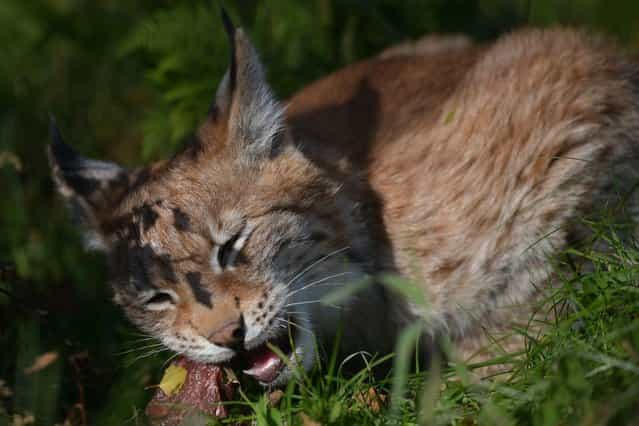 One of the Northern Lynx kittens feeds in their enclosure at the Highland Wildlife park on October 9, 2012 in Kingussie, Scotland. The feline twins are believed to be the type of lynx found historically in Scotland. The Highland Wildlife Park specialises in Scottish animal species, both past and present, and species that are well adapted to cold weather. (Photo by Jeff J. Mitchell)