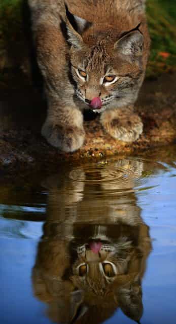 One of the Northern Lynx kittens takes a drink from the pond in their enclosure at the Highland Wildlife park on October 9, 2012 in Kingussie, Scotland. The feline twins are believed to be the type of lynx found historically in Scotland. The Highland Wildlife Park specialises in Scottish animal species, both past and present, and species that are well adapted to cold weather. (Photo by Jeff J. Mitchell)