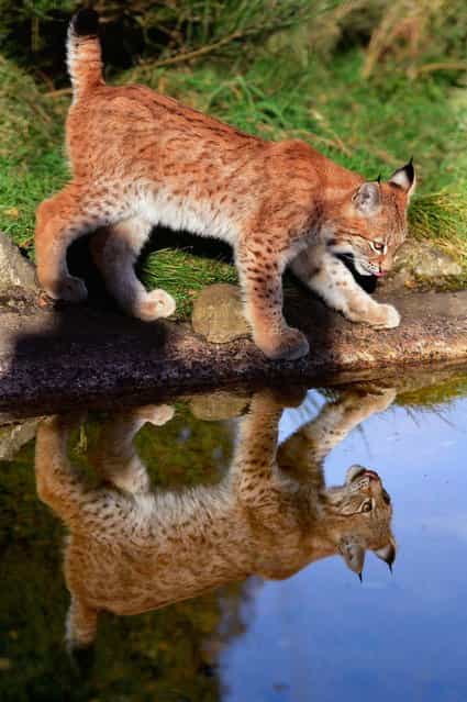 One of the Northern Lynx kittens takes a drink from the pond in their enclosure at the Highland Wildlife park on October 9, 2012 in Kingussie, Scotland. The feline twins are believed to be the type of lynx found historically in Scotland. The Highland Wildlife Park specialises in Scottish animal species, both past and present, and species that are well adapted to cold weather. (Photo by Jeff J. Mitchell)