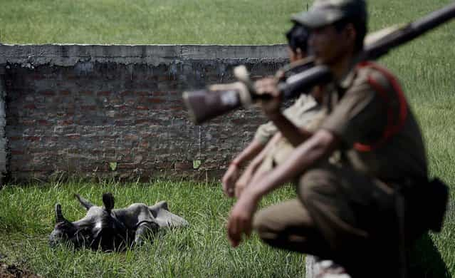 The rhino was finally located on Sunday in a field where it had taken shelter. Forest officials guarded the female one horned rhinoceros until it could be tranquilized and transported back to the Pobitora Wildlife Sanctuary. (Photo by Anupam Nath/Associated Press)