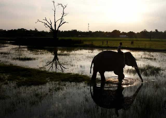 Elephants are brought in Sunday to assist forest officials push the rhino onto a sledge and transport it. (Anupam Nath/Associated Press)