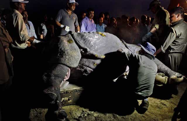 Forest officials and veterinarians examine the tranquilized rhino as they prepare to transport it on Sunday. (Anupam Nath/Associated Press)