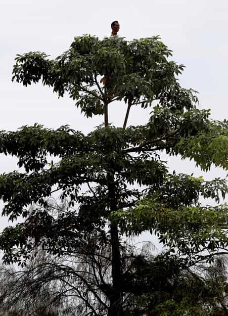 A villager looks from atop a tree as forest officials and villagers search for the rhinoceros on October 2. (Anupam Nath/Associated Press)