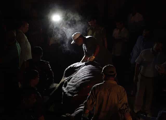 Indian forest officials and veterinarians examine a tranquilized female one horned rhinoceros as they prepare to transport it on a sledge in Uparhali village about 40 kilometers (25 miles) west of Gauhati, Assam state, India, Sunday, Oct. 7, 2012. It is a long and very arduous job to transport the rhino which had strayed out from the Pobitora wildlife sanctuary last week. At least four rhinos were killed by poachers recently sparking outrage in the state, home to the world's largest concentration of the rhinos. (AP Photo/Anupam Nath)