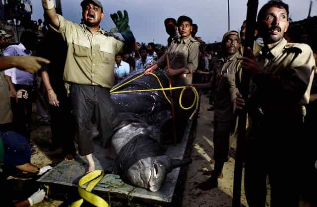 Rescuers work to begin the trip back to the sanctuary. (Anupam Nath/Associated Press)