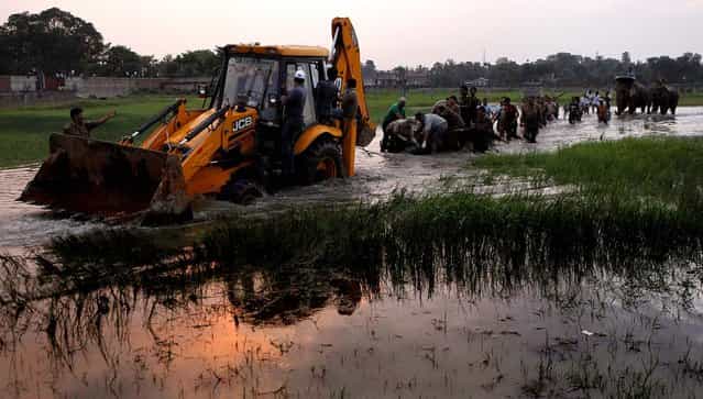 Forest officials transport the tranquilized rhinoceros through a water filled paddy field in Uparhali village, (Anupam Nath/Associated Press)